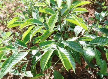 uganda/masaka/attraction/ssebandeke-alexis-coffee-plantations