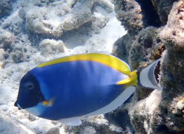 maldives/guraidhoo-island/attraction/Minami-Mare