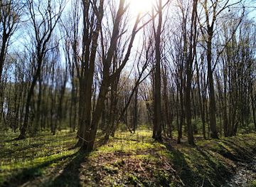 poland/podlachia/attraction/rezerwat-las-zwierzyniecki