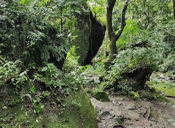 panama/el-valle-de-anton/attraction/valley-of-square-trees