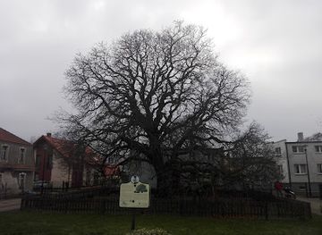 poland/hel-peninsula/attraction/najstarszy-kasztanowiec-polwyspu-helskiego