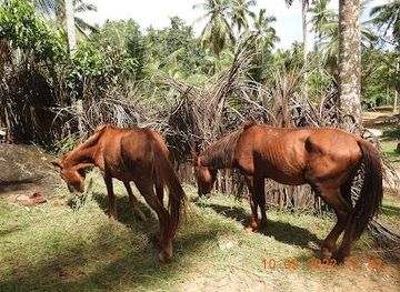 sri-lanka/hikkaduwa/attraction/sirin-park-lanka