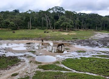 Dzanga Bai (The Village of Elephants)