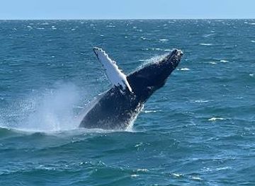 new-jersey/cape-may/attraction/cape-may-whale-watcher