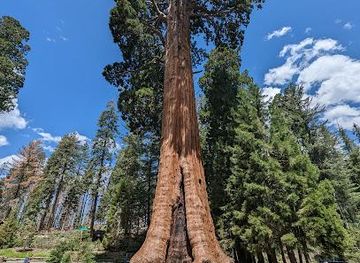 california/sequoia-national-park/attraction/the-giant-forest