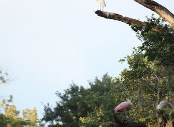 south-carolina/beaufort/attraction/habersham-rookery