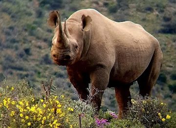 malawi/majete-wildlife-reserve/attraction/chikunda-5-19