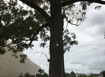 poland/kielce/attraction/pomnik-przyrody-jesion-wyniosly