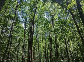 north-carolina/asheville/attraction/mountains-to-sea-trail