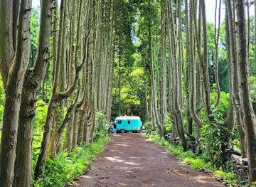 south-korea/jeju-city/attraction/secret-forest