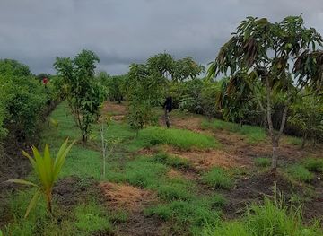 guyana/mahaica-berbice/attraction/nature-s-beautiful-fruits-farm
