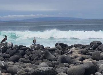 ecuador/puerto-ayora/attraction/north-seymour-island