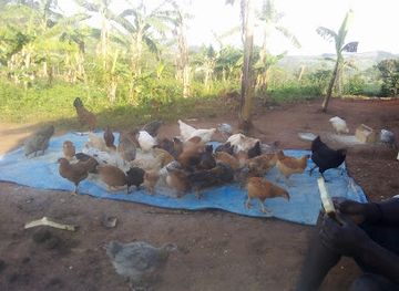 uganda/mbarara/attraction/la-farm