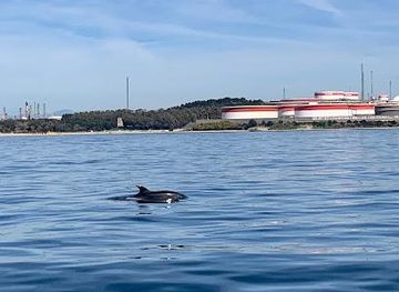 gibraltar/alameda-botanic-gardens/attraction/dolphin-adventure