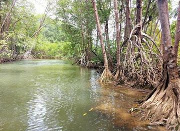 costa-rica/manuel-antonio/attraction/isla-damas