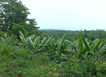 costa-rica/cahuita-national-park/attraction/mirador-calle-carbon-2