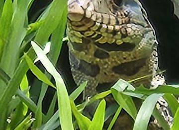 paraguay/ypacarai/attraction/atraccion-turistica