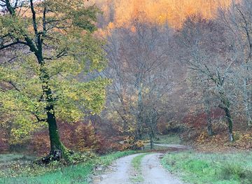 romania/banat/attraction/pietrele-cohului