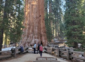 california/sequoia-national-park/attraction/the-congress-trail