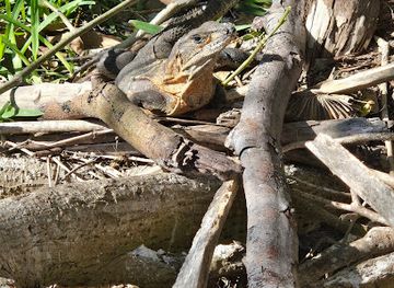 florida/marco-island/attraction/keewaydin-island-beach