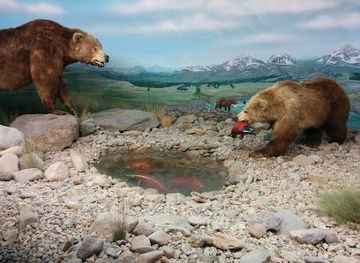 arizona/tucson/attraction/international-wildlife-museum