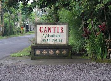 indonesia/bali/attraction/cantik-agriculture-luwak-coffee