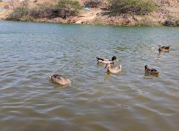 united-arab-emirates/fujairah/attraction/hatta-swan-lake