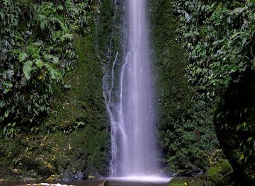 new-zealand/otago/attraction/nicols-creek-glow-worms