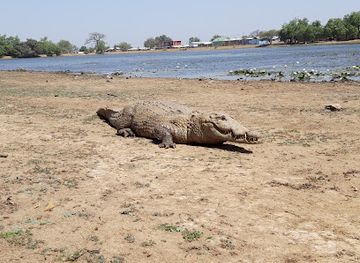ghana/upper-east-region/attraction/paga-crocodile-pond