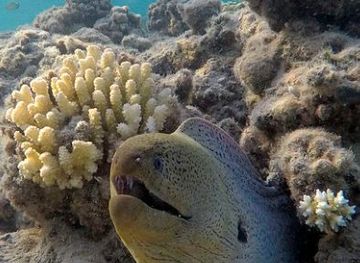 egypt/marsa-alam/attraction/gebel-el-rosas-bay