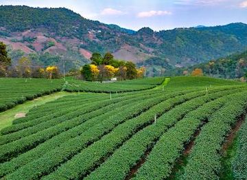 thailand/chiang-rai/attraction/tea-plantation-101-doi-mae-salong