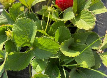 paraguay/aregua/attraction/frutiroga