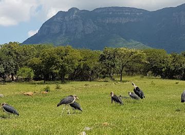 south-africa/lowveld/attraction/moholoholo-animal-rehabilitation-centre