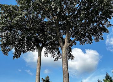 uganda/eastern-region/attraction/twin-trees-gulu-highway