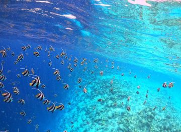 maldives/raa-atoll/attraction/undoodhoo-coral-fish