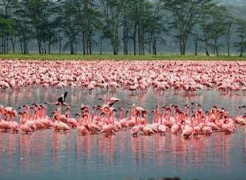 tanzania/arusha/attraction/sed-adventures-tours-and-safaris