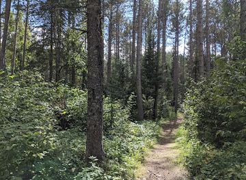 minnesota/gunflint-trail/attraction/george-washington-pines