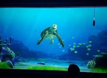 california/anaheim/attraction/turtle-talk-with-crush