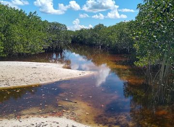 florida/honeymoon-island-state-park/attraction/mangrove-shell-tree