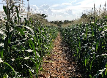 israel/kfar-saba/attraction/cobs-and-mazes
