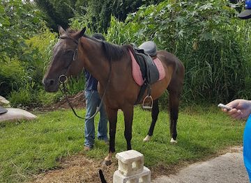 barbados/mullins/attraction/ride-barbados