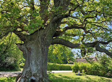 denmark/the-south-funen-archipelago/attraction/ambrosius-s-oak