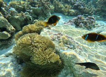 french-polynesia/raiatea/attraction/coral-garden