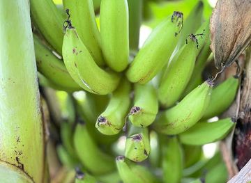 laos/savannakhet/attraction/sompoii-village