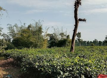 bangladesh/srimangal/attraction/moktab-o-panjekhana-mosjid-kakiya-chhara-cha-bagan-srimangal