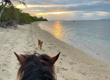 puerto-rico/vieques-island/attraction/jurutungo-farm