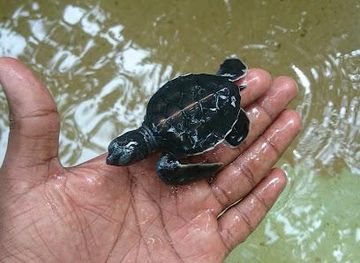 sri-lanka/unawatuna/attraction/galbokka-sea-turtle-conservation-research-center
