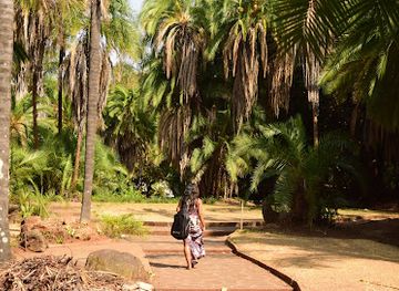 zimbabwe/lowveld/attraction/harare-gardens