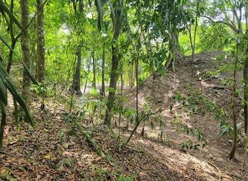 belize/san-ignacio/attraction/el-pilar-archaeological-site