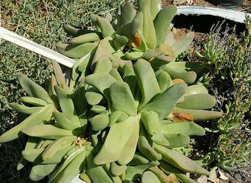 south-africa/western-cape/attraction/wolwekraal-nature-reserve